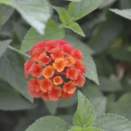 Glem & Breakfast לינה וארוחת בוקר