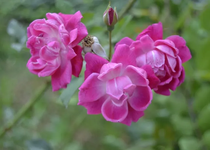 Glem & Breakfast Отель типа 